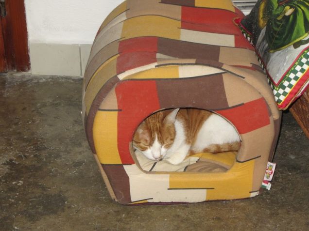 Oscar nella cuccia di Arthur