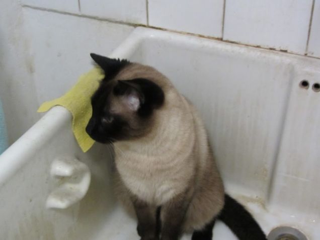 Arthur nel lavandino della lavanderia