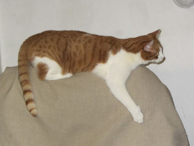 Oscar sdraiato sullo schienale della poltrona 