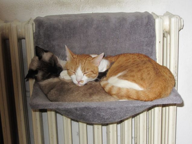 Arthur e Oscar nell'amaca