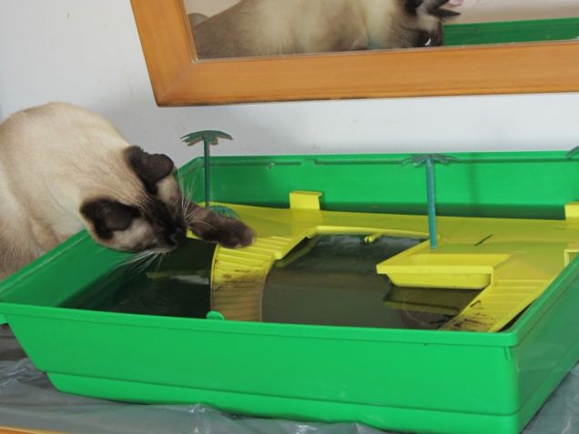 Arthur e la tartaruga