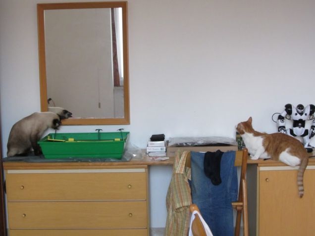 Arthur, Oscar e la tartaruga