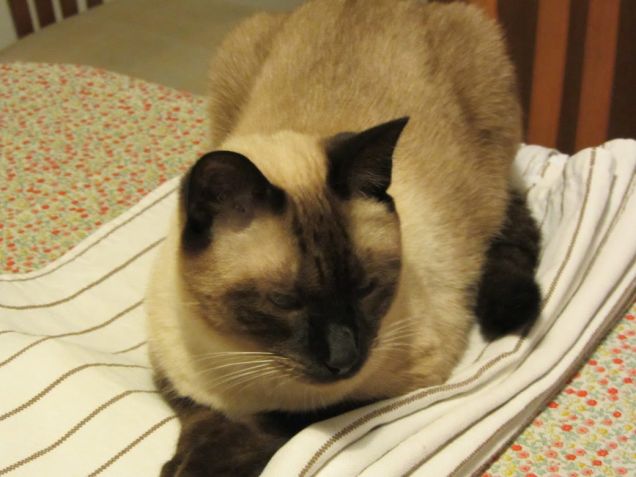 Arthur steso sui coprisedia appena stirati