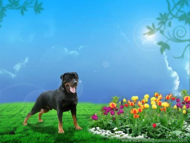 cerco disperatamente rotterweiler gratis