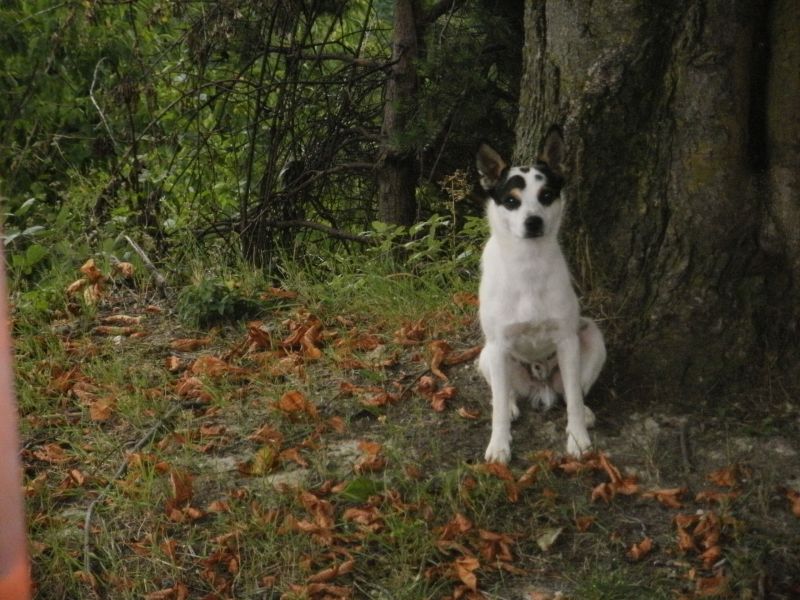 cercasi volpino di pomerania toy