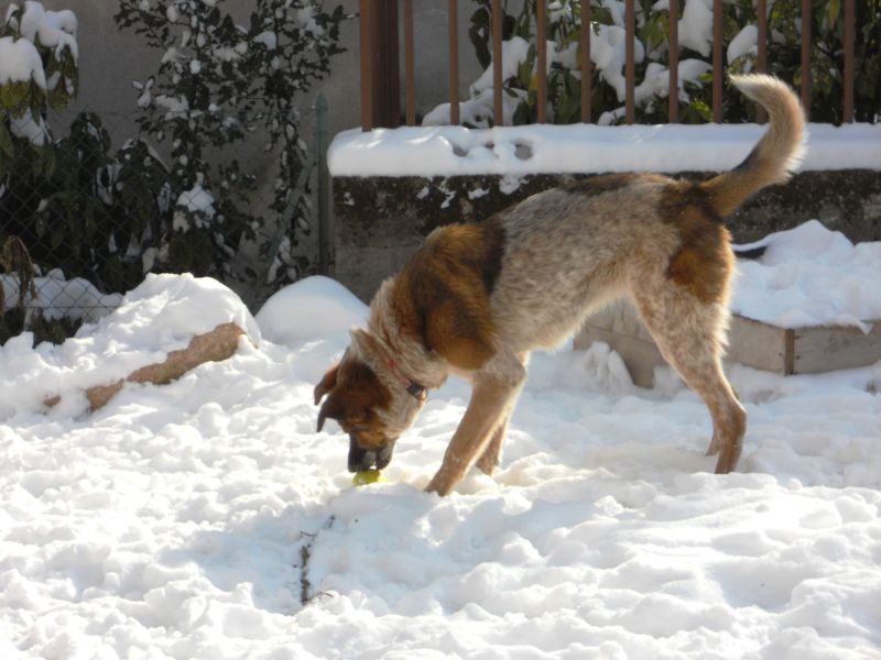 Molly - cucciolotta affettuosa e giocherellona