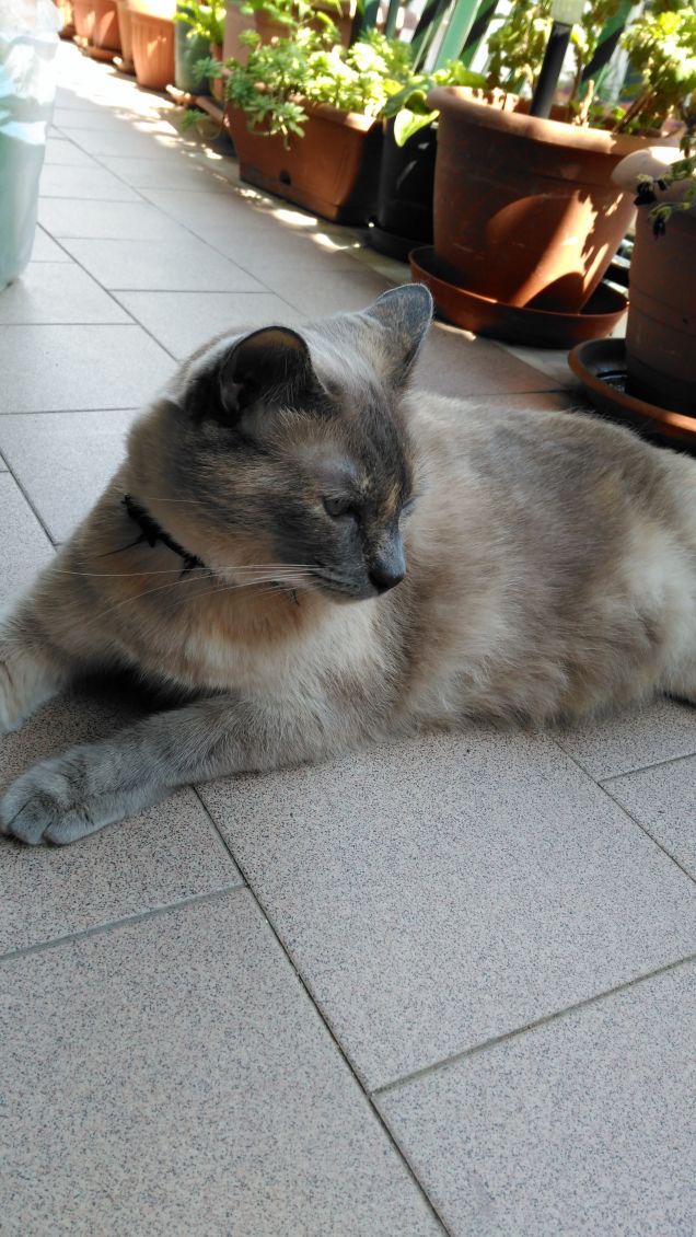 Adora stare fuori al balcone