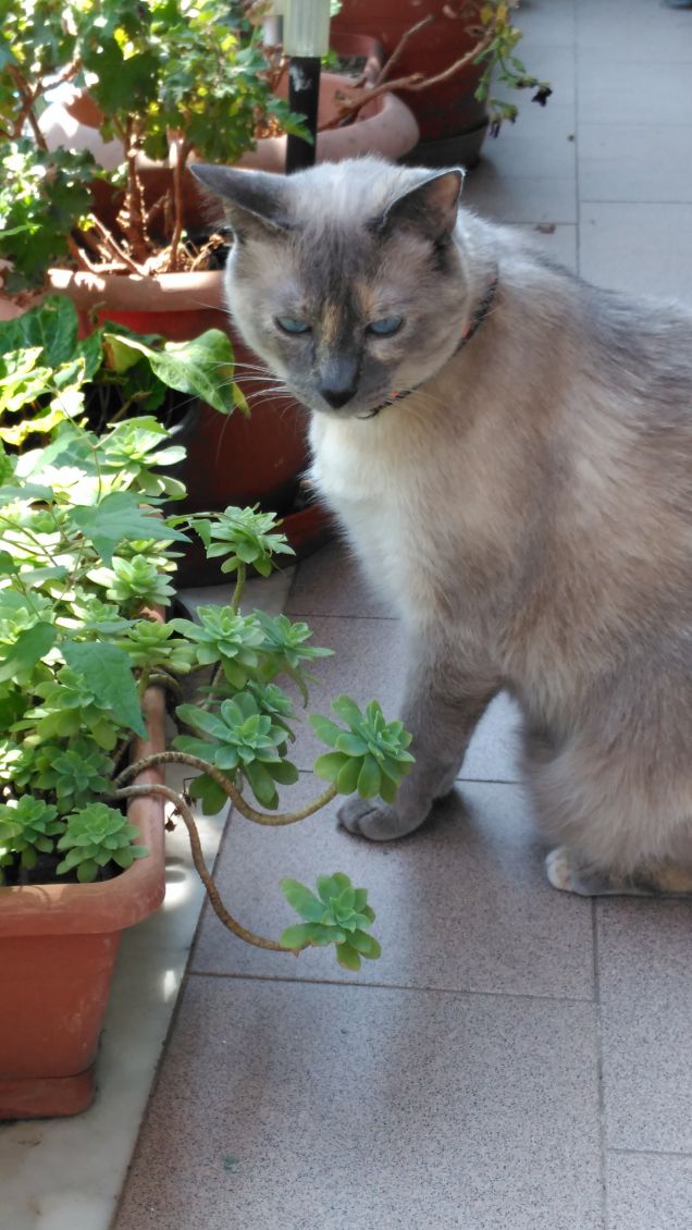 Un fiore tra il verde...