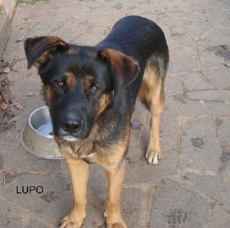 Lupo cucciolone mix pastore tedesco