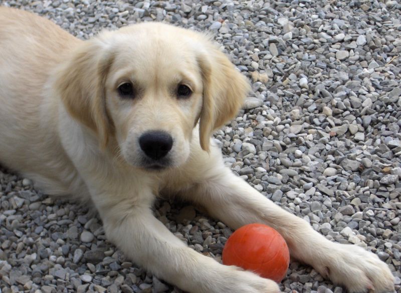 Cerco Golden retriver in regalo .