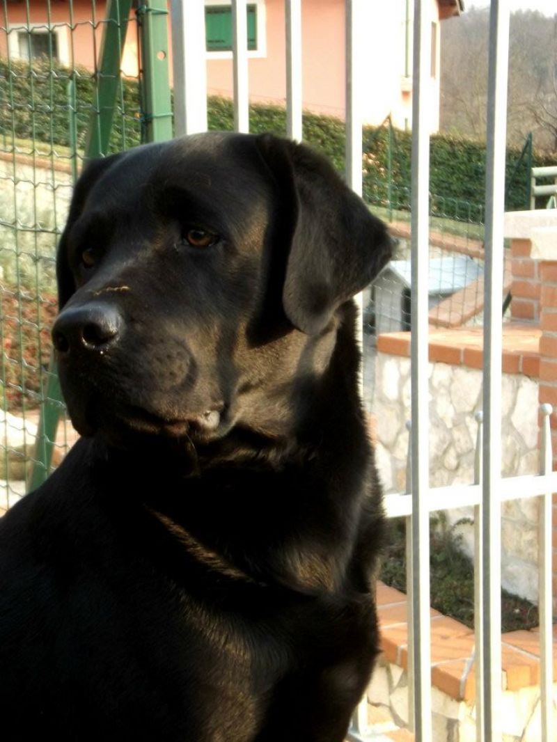 Cercasi femmina labrador per accoppiamento