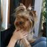 Vendo CUCCIOLI di Yorkshire Terrier, bellissimi con pedigree.