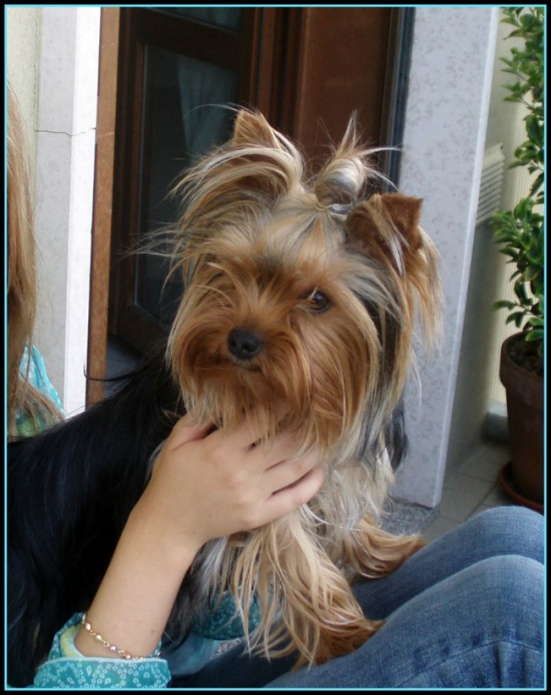 Vendo CUCCIOLI di Yorkshire Terrier, bellissimi con pedigree.