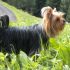 Per accoppiamento:Yorkshire Terrier piccolo stallone disponibile 