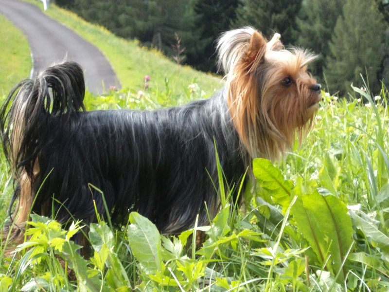 Per accoppiamento:Yorkshire Terrier piccolo stallone disponibile 