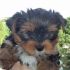 Cucciolo di YORKSHIRE TERRIER bellissimo, vivace, tenero coccolone