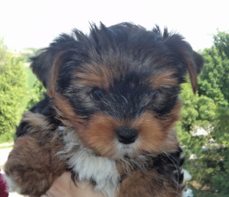 Cucciolo di Yorkshire bello, vivace e tenero