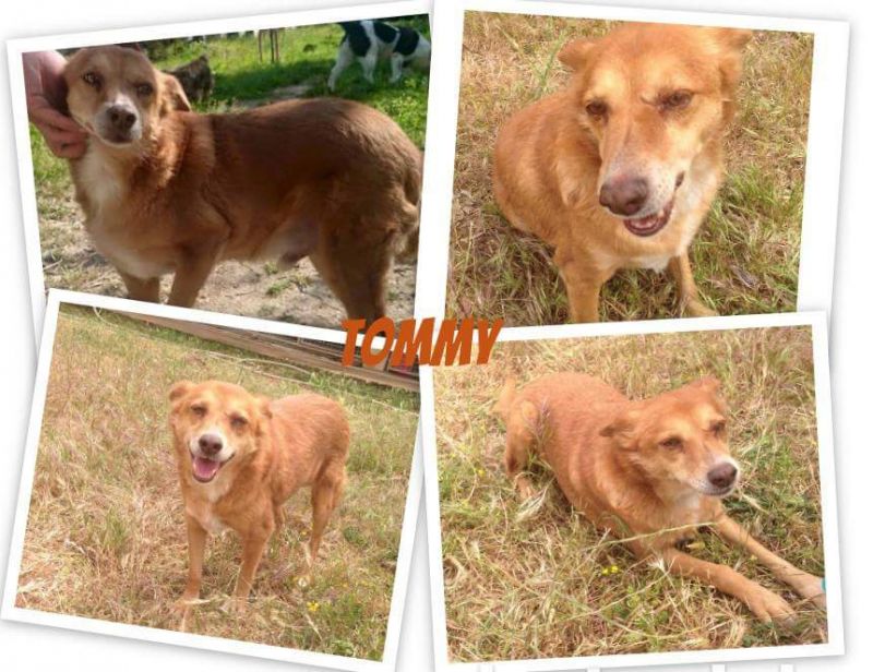 Tommy, taglia piccola in cerca di casa