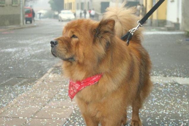 Guardando la sfilata di carnevale