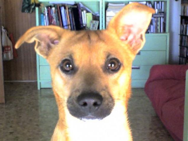 il mio bello ,piccolo,intelligente amico.