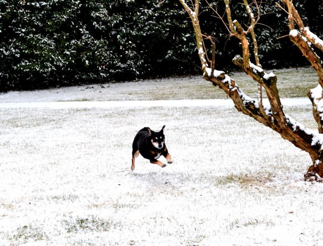 Toffy, la mamma Pinscher e il papà Doberman: caratteri opposti eppure insieme!