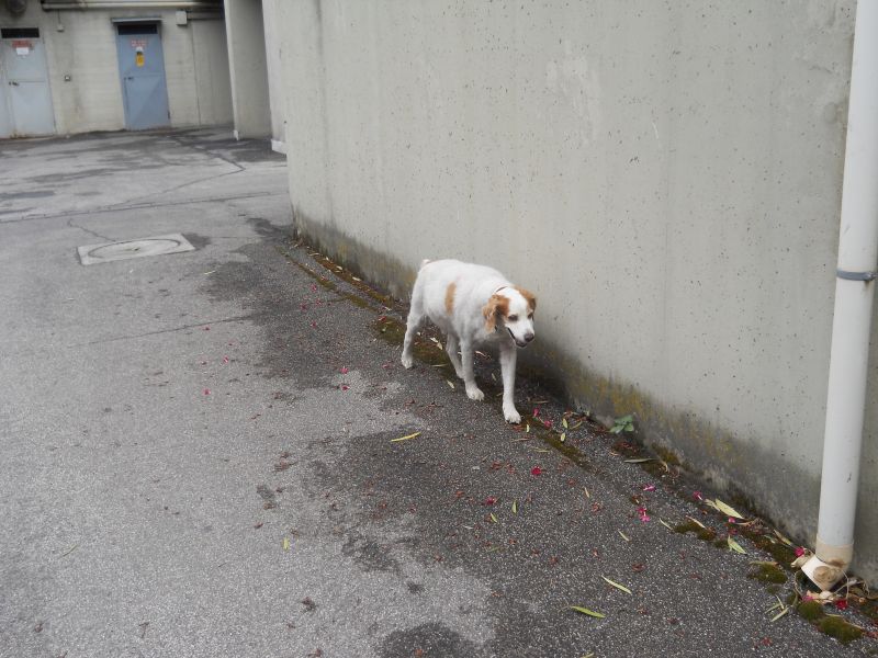 cerco cucciolo di breton