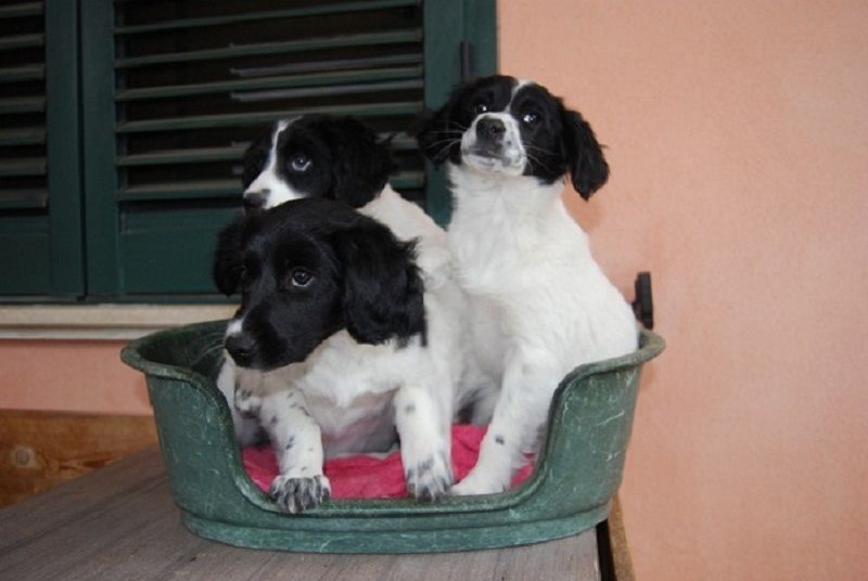 Regalo 3 bellissime cucciole tipo setter