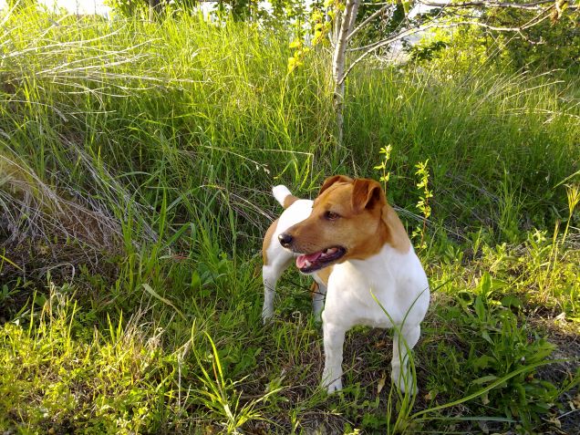 Scotty-un Jack Russell Terrier FELICE:)