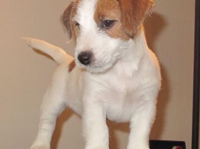 JRAAstroganga (ARGO)