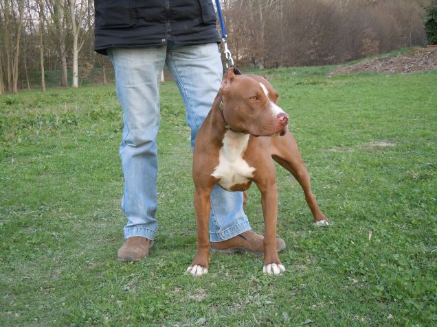 Tyson a 21 mesi