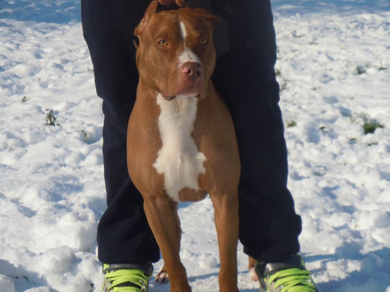 American Pit-Bull Terrier per accoppiamento/monta