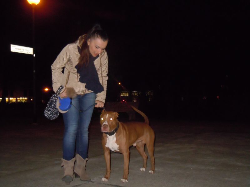 American Pit-Bull Terrier per accoppiamento/monta