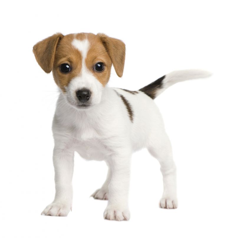 Cerco Jack Russell Terrier in regalo