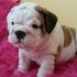 cerco cuccioli di bulldog