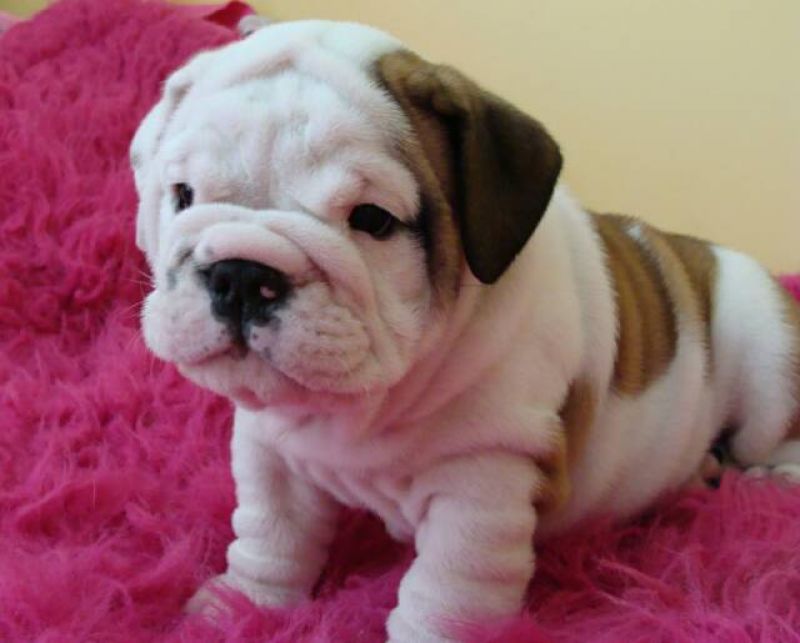 cerco cuccioli di bulldog