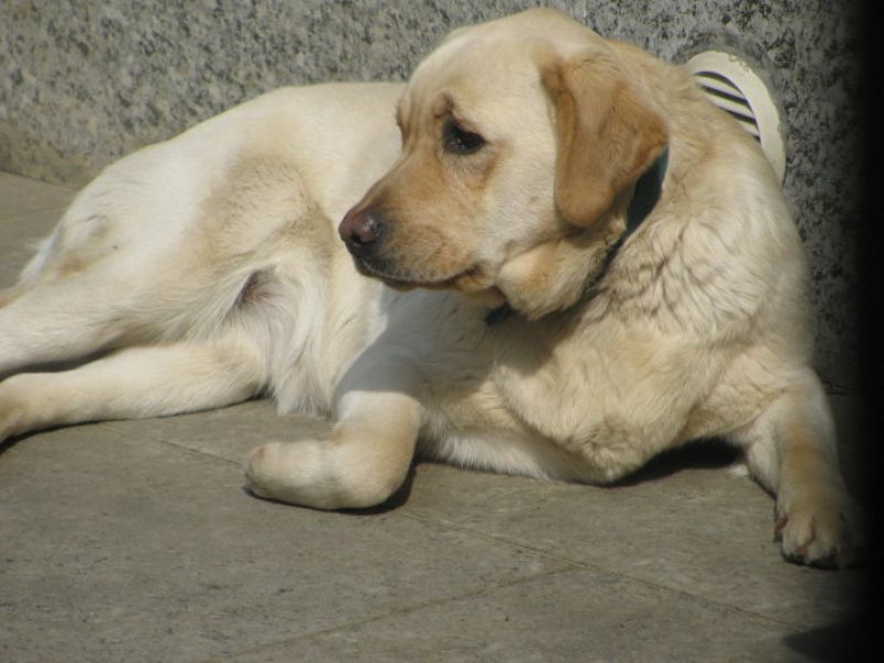 cercasi famiglia per tenerissima labrador femmina di 2 anni