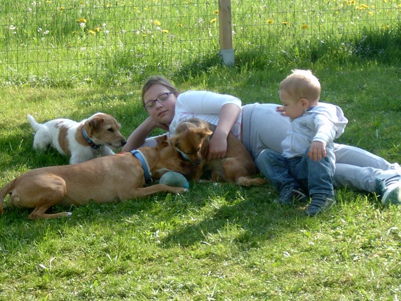 cucciolo di beagle