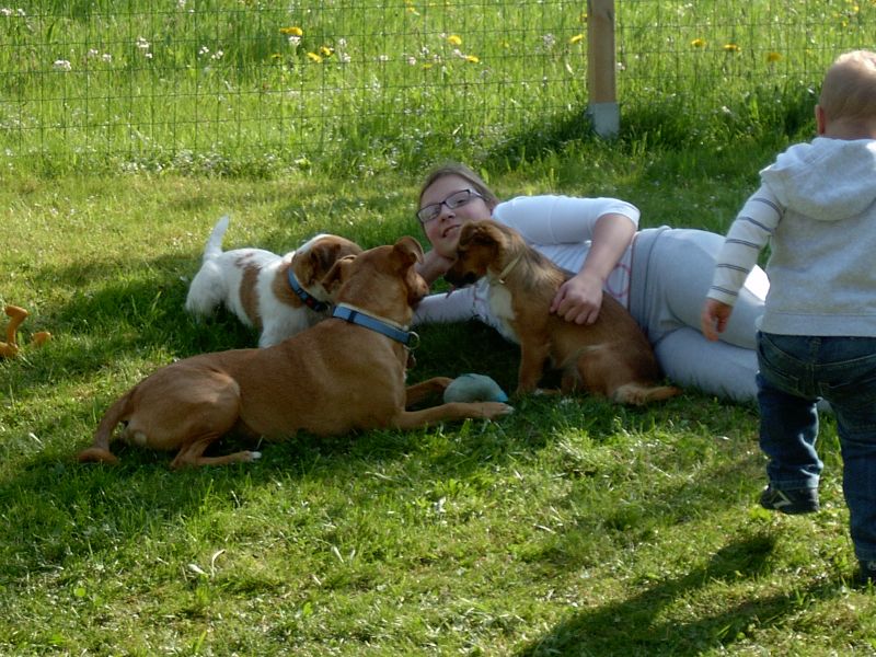 cucciolo di beagle