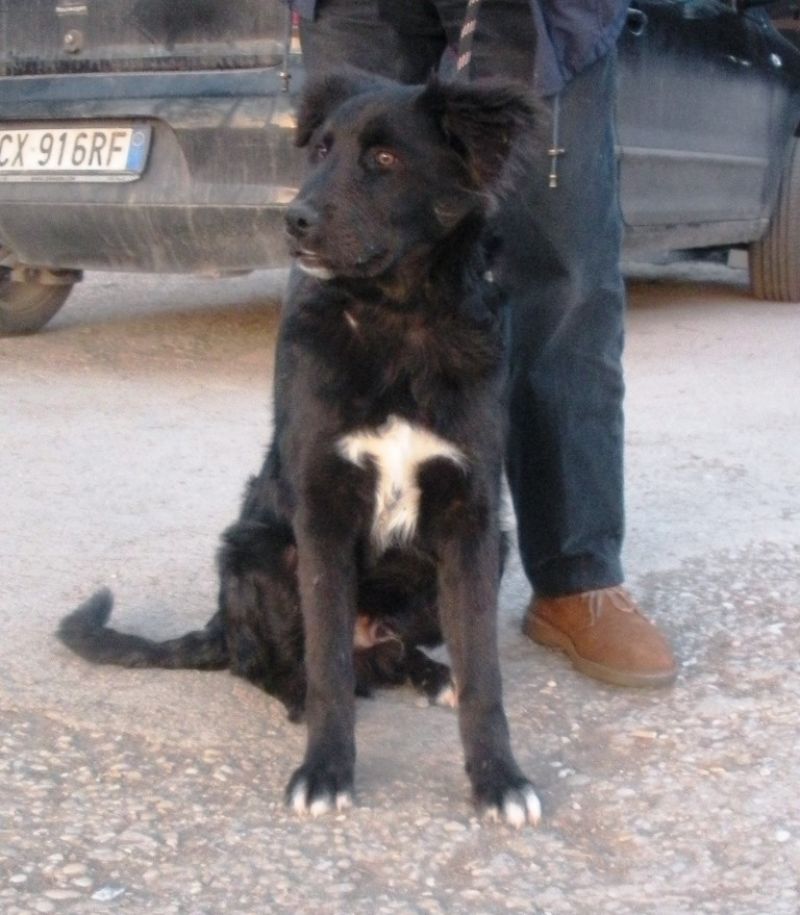 cucciolo in cerca di casa