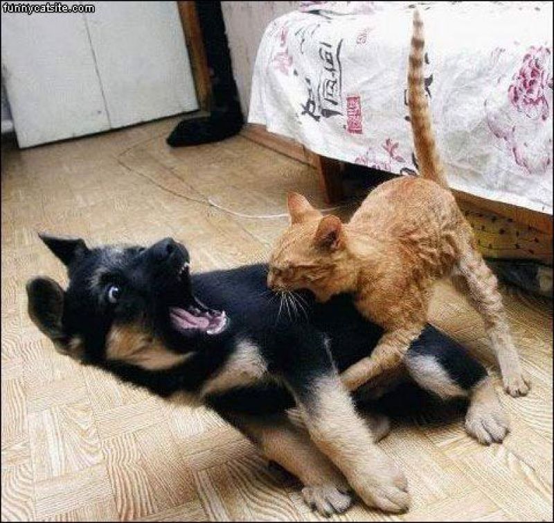 Cane e gatto che litigano