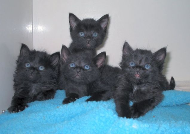 4 gattini neri