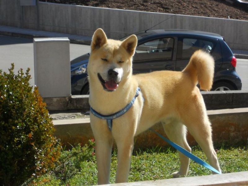 Vendo cuccioli di akita inu a basso prezzo