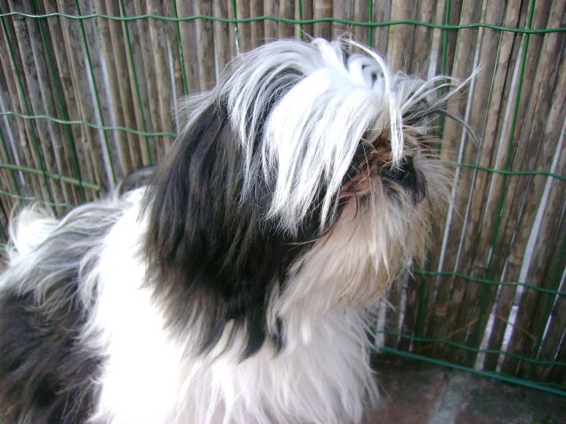 memole shih tzu