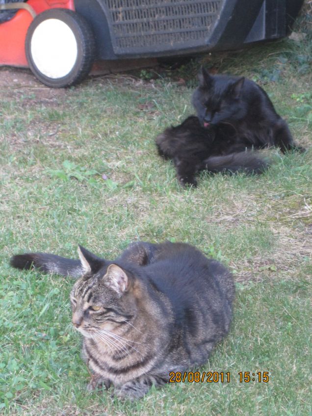 In giardino con la gattina dei vicini