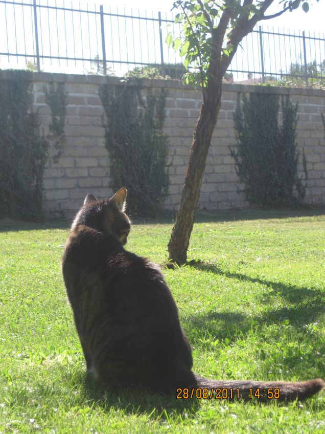 In giardino vicino all'albicocco