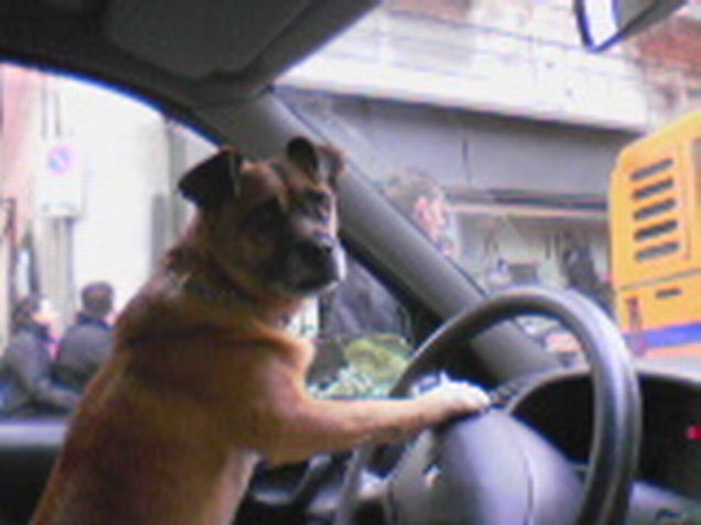 Rex vuole imparare a guidare...