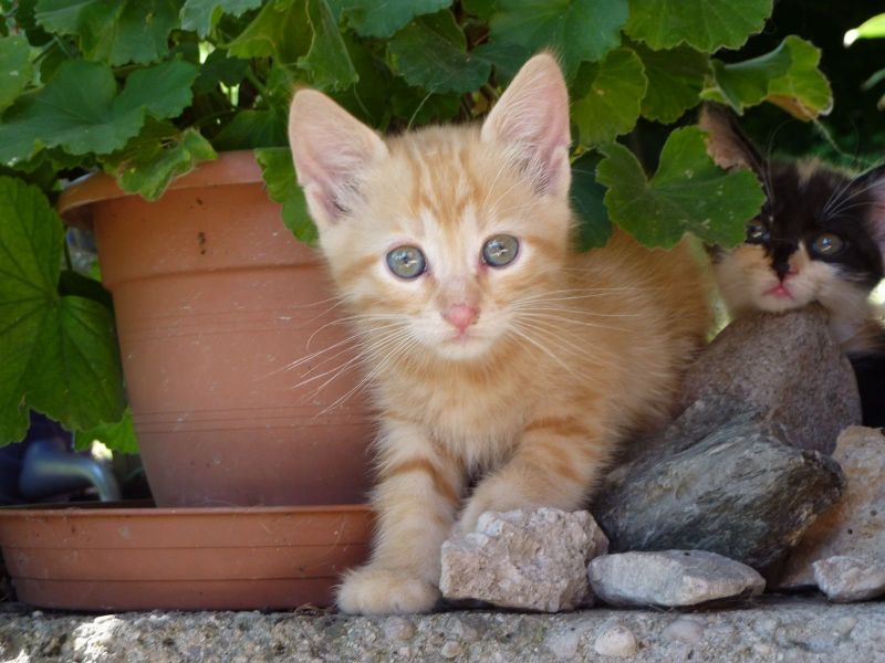 Cercasi cucciolo di gattino preferibilmente color tigrato rosso