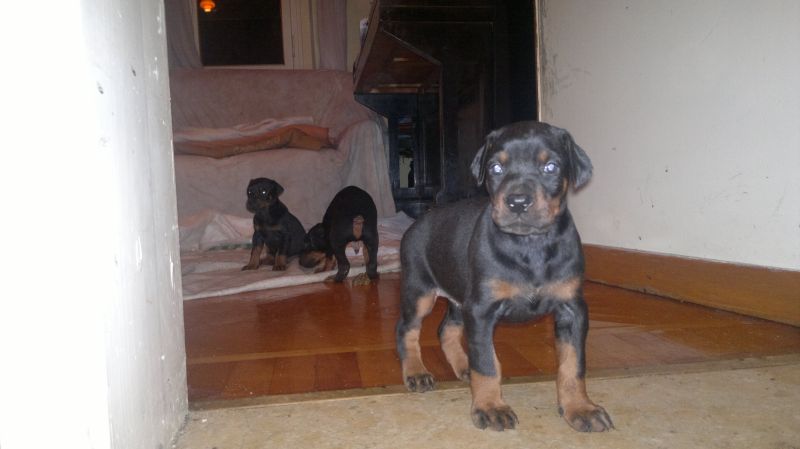 VENDO CUCCIOLI DI DOBERMANN