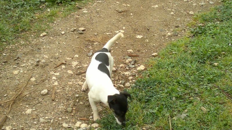 Cedo o scambio cucciola jack  russel 