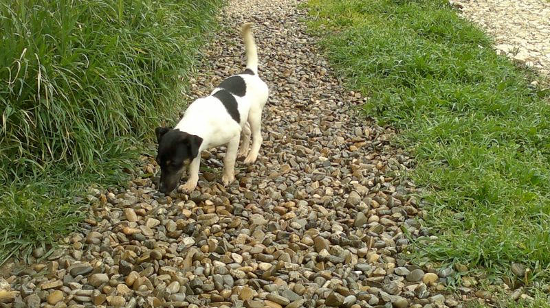 cerco in regalo jack russel maschio anche grande